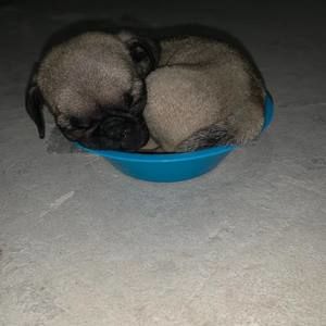 Meet your Posher, Antonio